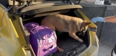 Narkotik dedekt&ouml;r k&ouml;peği Pera, araca saklanmış uyuşturucuyu buldu
