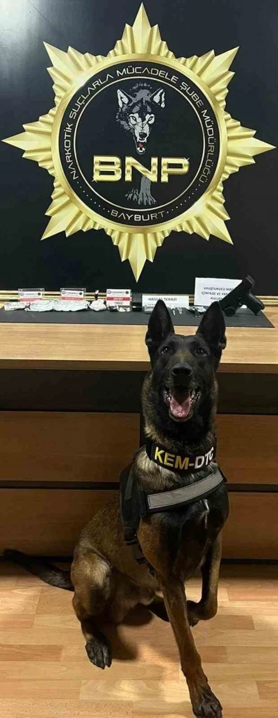 Narkotik köpeği ‘Pablo’ Bayburt’ta uyuşturucu tacirlerine geçit vermiyor
