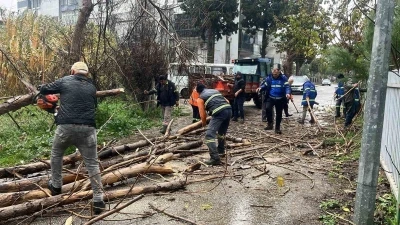Nazilli Belediyesi&rsquo;nden devrilen ağa&ccedil;lara hızlı m&uuml;dahale
