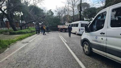 Nazilli&rsquo;de fırtınayla devrilen dev &ccedil;am ağacı karayolunu trafiğe kapadı
