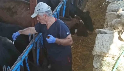 Nazilli’de şap hastalığına karşı aşılama çalışmaları sürüyor
