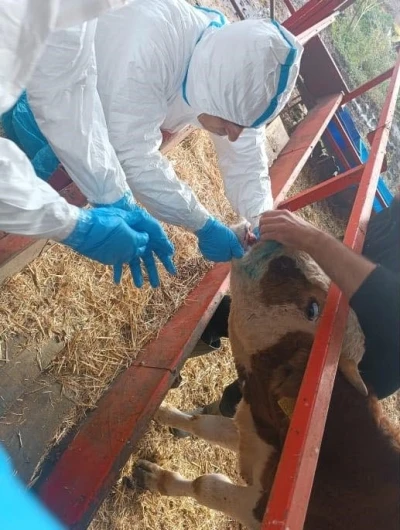 Nazilli’de şap hastalığıyla mücadele sürüyor
