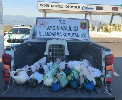 Nazilli&rsquo;de tavus kuşu operasyonu
