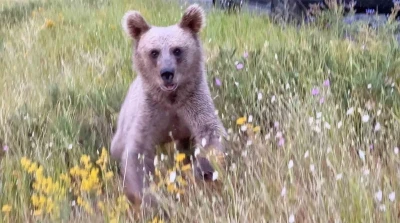 Nemrut’ta ayılarla yakın temas, doğal yaşamı tehdit ediyor
