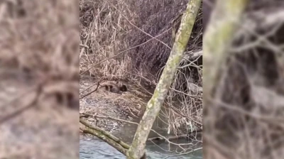 Nesli tehlike altında olan yavru su samurları Sinop&rsquo;ta g&ouml;r&uuml;ld&uuml;

