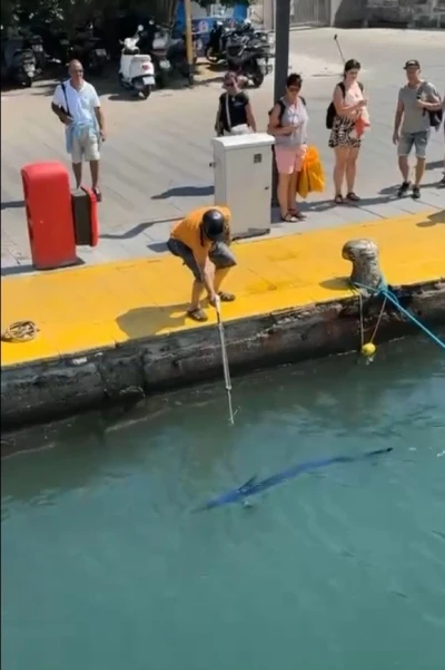 Nesli tehlike altındaki balığı limanda zıpkınla vurdular
