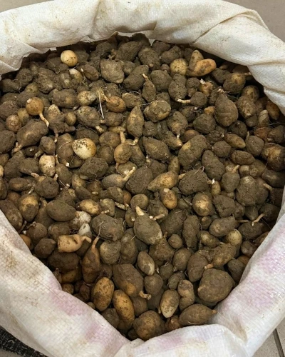 Nesli tehlike altındaki bitkinin yumrularını s&ouml;ken kişiye yarım milyonluk ceza
