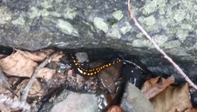 Nesli tehlike altındaki Kafkas semenderi Şavşat&rsquo;ta g&ouml;r&uuml;nt&uuml;lendi
