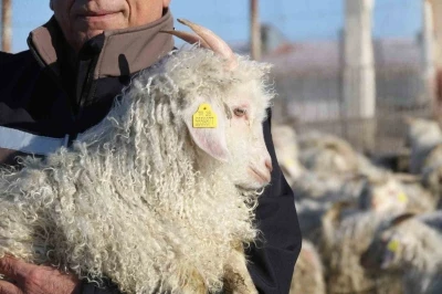 Nesli t&uuml;kenme tehlikesi altında olan bin 200 Ankara ke&ccedil;isine g&ouml;zleri gibi bakıyorlar
