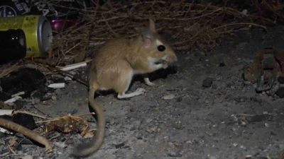 Nesli tükenme tehlikesindeki Arap tavşanı görüntülendi
