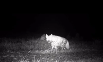 Nesli t&uuml;kenme tehlikesindeki &ccedil;izgili sırtlan fotokapana yakalandı
