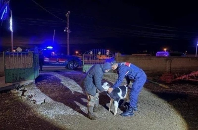Nevşehir&rsquo;de b&uuml;y&uuml;kbaş hayvan hırsızları jandarmadan ka&ccedil;amadı
