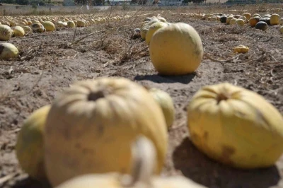 Nevşehir’de kabak çekirdeği hasadı başladı
