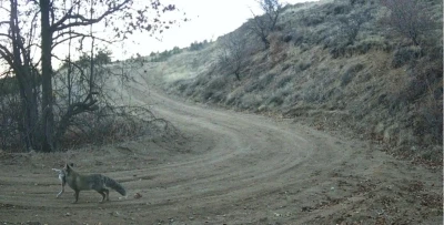 Nevşehir&rsquo;de yaban hayatı fotokapan ile g&ouml;r&uuml;nt&uuml;lendi

