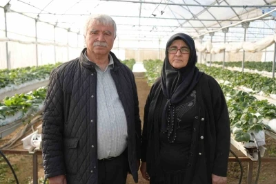 Niğde’de topraksız tarım yöntemiyle çilek üretimi kadın emeğiyle büyüyor
