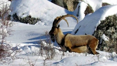 Niğde&rsquo;de yaban ke&ccedil;isi sayısı artış g&ouml;sterdi
