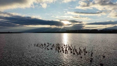 Niğde&rsquo;deki Akkaya Barajı&rsquo;nda flamingo ş&ouml;leni başladı
