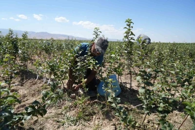 Niğde, elma fidanı üretiminde Türkiye’nin öncüleri arasında

