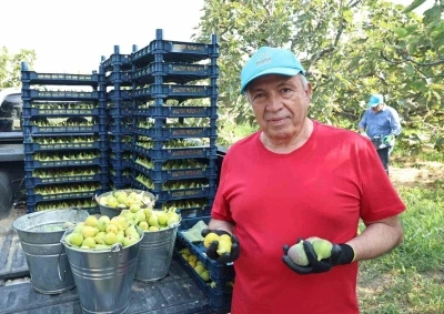Nilüfer’de incir hasadı başladı

