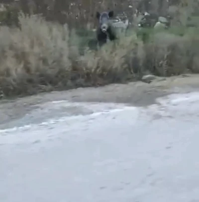 Nizip&rsquo;te Yaban Domuzu Şoku!