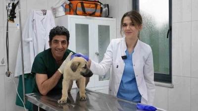 &Ouml;d&uuml;ll&uuml; Hayvan Bakım Merkezi can dostlara umut oluyor

