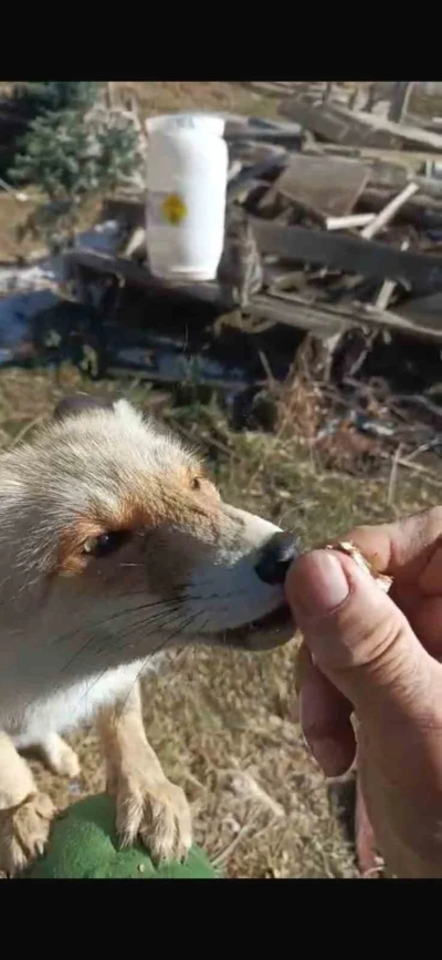 Oflu Süleyman amcanın tilki ile dostluğu
