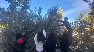 Öğrenciler zeytin hasadıyla üretim bilincini öğreniyor
