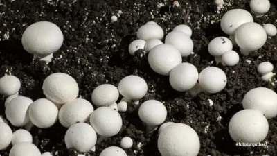 &Ouml;ğrencilerin yetiştirdiği k&uuml;lt&uuml;r mantarı hasadı yapıldı
