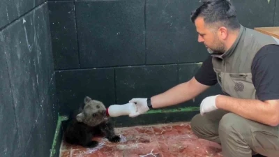 Öksüz ayı Sinop’ta kurtarıldı, hayatına Zonguldak’ta devam edecek

