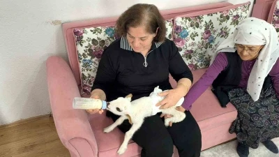 &Ouml;ks&uuml;z kuzu "Balım", Şenol ailesinin şefkatiyle hayata tutundu
