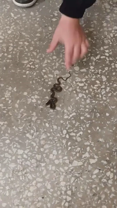 Okul koridorunda yılan paniği
