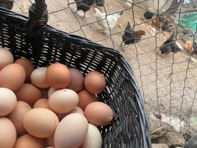 Okulların açılması yumurtayı &quot;Mayıs çukuru&quot;ndan kurtaracak
