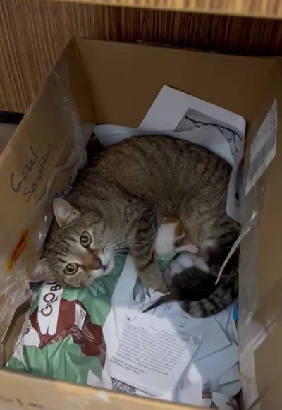 Okulun maskot kedisi yavrularını &ouml;ğretmenler odasına taşıdı
