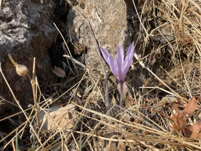 Ölbe Vadisi’nde sonbaharda nadir çiğdemler görüntülendi
