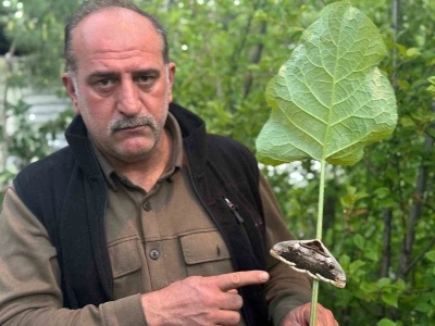 Oltu&rsquo;da baykuş kelebeği g&ouml;r&uuml;nt&uuml;lendi

