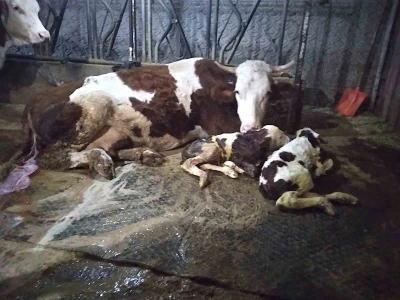 &Ouml;l&uuml; buzağıyla &uuml;z&uuml;ld&uuml;ler ikiz doğumla sevindiler
