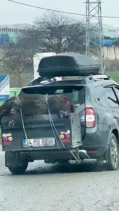 &Ouml;l&uuml; domuzu aracın arkasında taşıdılar
