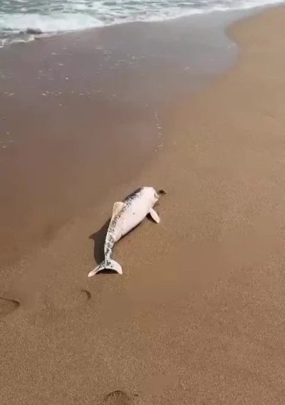 Ölü yunus yavrusu karaya vurdu
