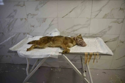 &Ouml;l&uuml;mc&uuml;l vir&uuml;se yakalanan &ccedil;akal tedavi ediliyor
