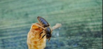 OMÜ’lü akademisyenlerden arıcılığa yenilikçi katkı: Ana Arı Üretim Aparatı
