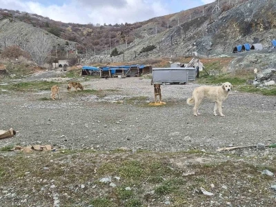 Onlarca k&ouml;pek bu yuvalarda ısınıyor
