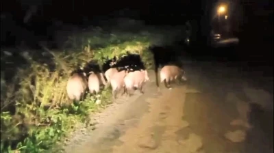 Ordu’da aç kalan domuz sürüsü mahalleye indi
