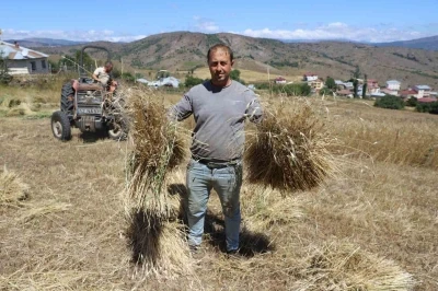 Ordu’da ‘alım garantili’ siyez buğdayında üretim bin 500 kat arttı
