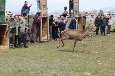 Ordu&rsquo;da doğaya 16 kızıl geyik salındı
