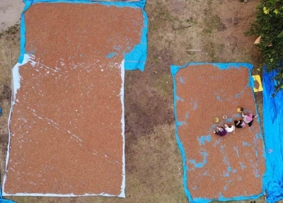 Ordu’da fındık üreticilerinin zorlu kurutma ve seçme mesaisi
