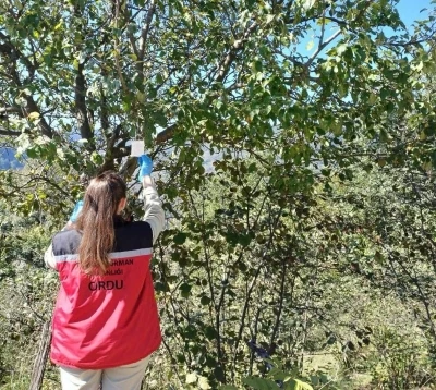 Ordu’da kahverengi kokarca ile mücadele çalışmaları sürüyor
