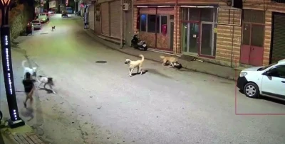 Ordu&rsquo;da k&uuml;&ccedil;&uuml;k &ccedil;ocuk sokak k&ouml;peklerinin saldırısına uğradı
