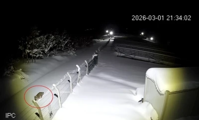 Ordu&rsquo;da nesli t&uuml;kenmekte olan vaşak g&ouml;r&uuml;nt&uuml;lendi
