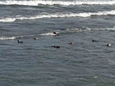 Ordu’da yaban ördekleri şöleni: 11 kuşluk sürü görüntülendi
