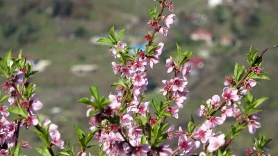 Ordu&rsquo;da yalancı bahar: Meyve ağa&ccedil;ları kışın &ccedil;i&ccedil;ek a&ccedil;tı
